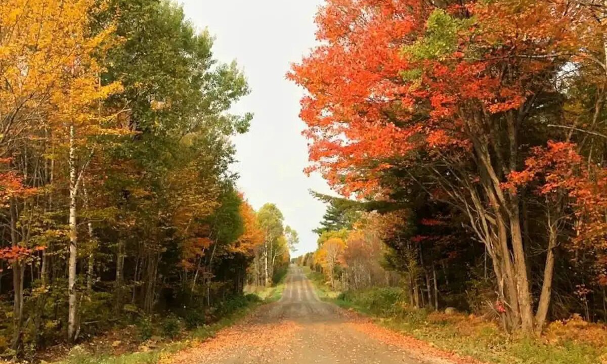 Photo of Others in French River