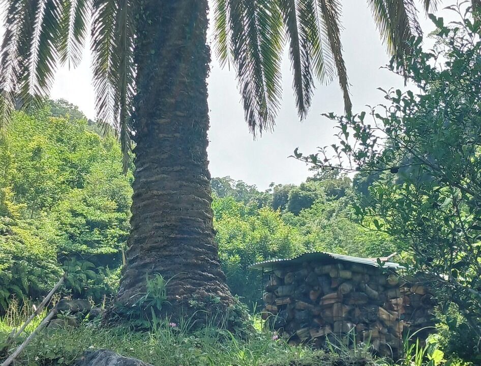 Photo of Outdoor in Minamiizu