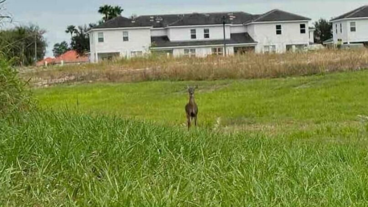 Photo of Outdoor in Haines City