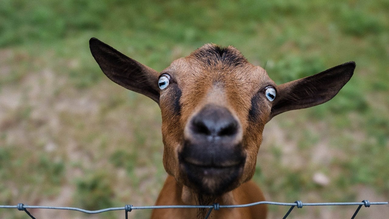 Photo of Others in Grantville