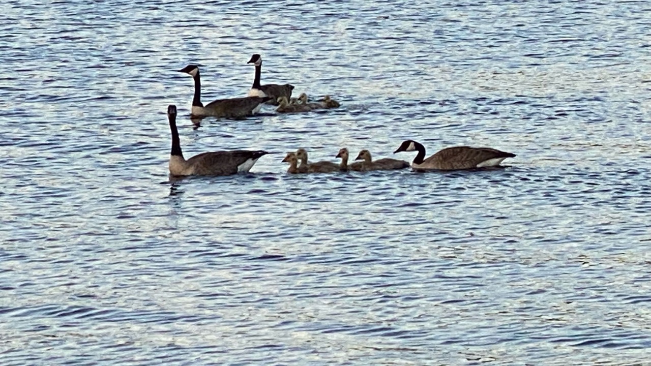 Photo of Others in Bonfield
