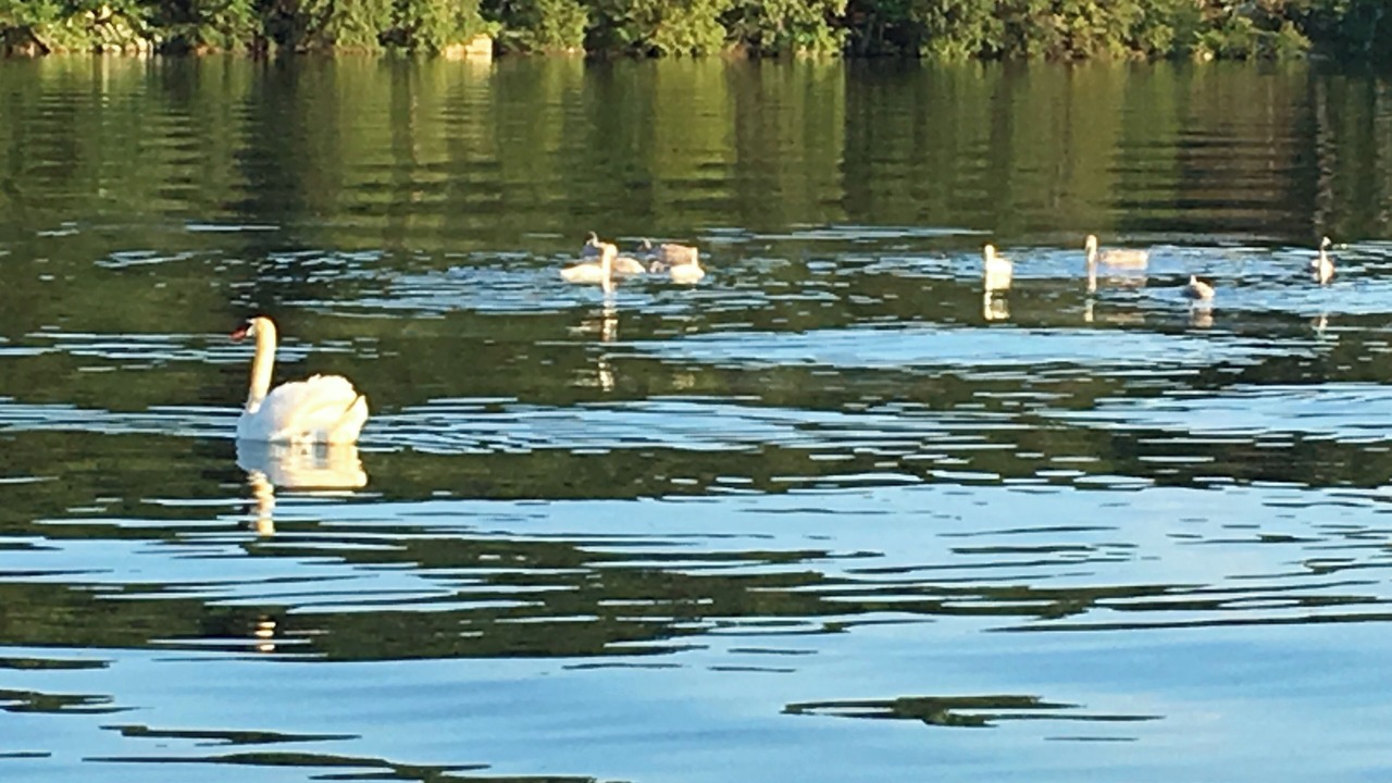 Photo of Others in Lansdowne