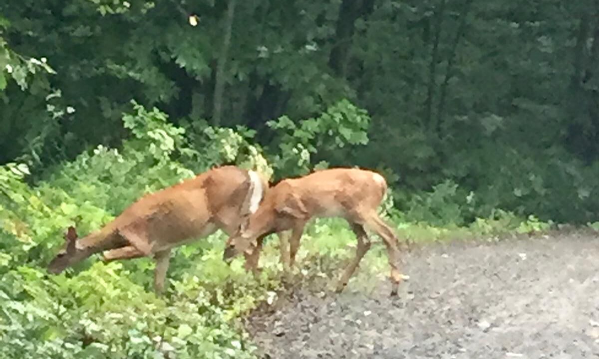 Photo of Others in Rosseau