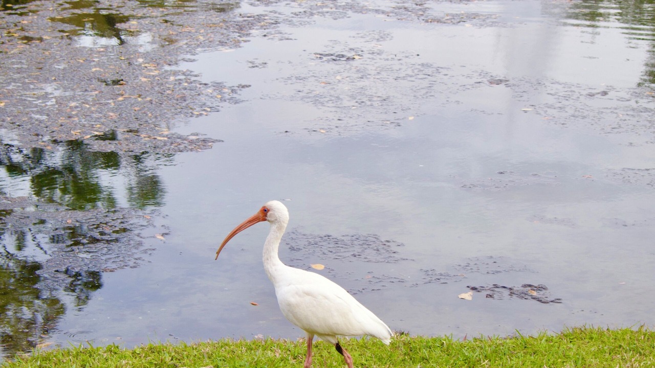 Photo of Others in Lake Buena Vista