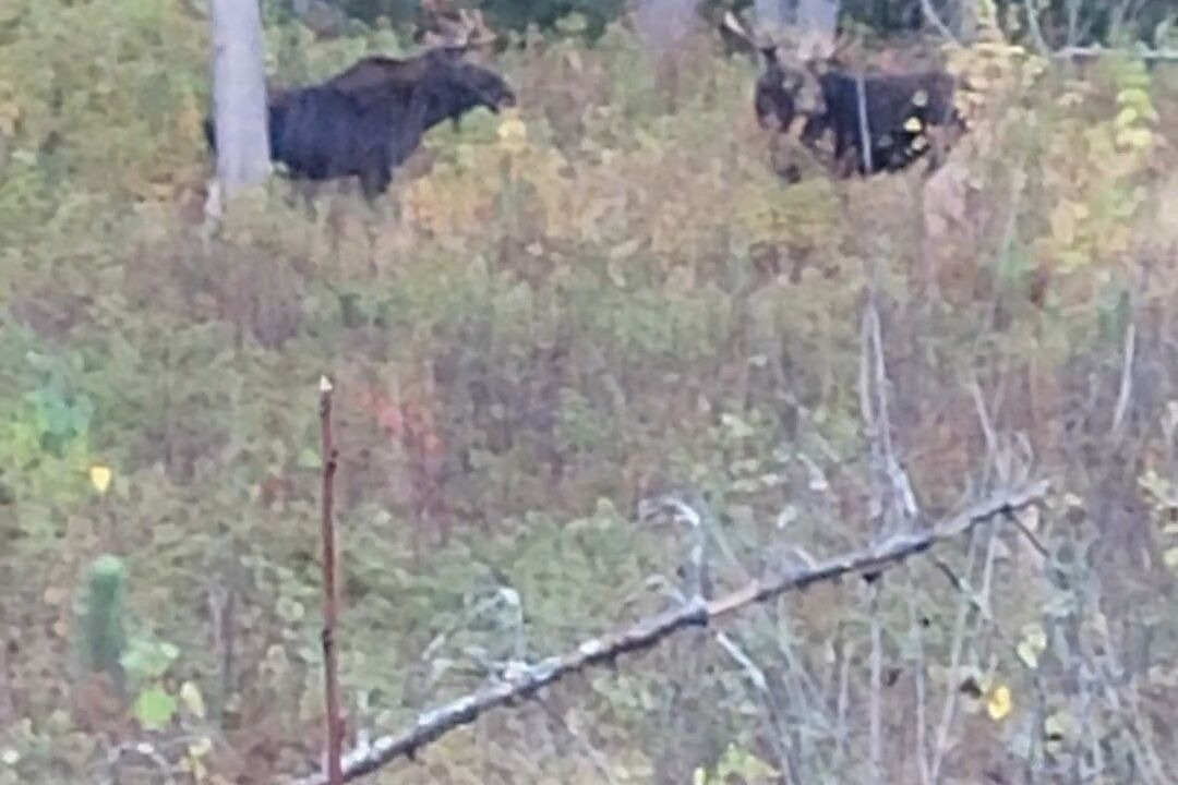 Photo of Others in Chisholm