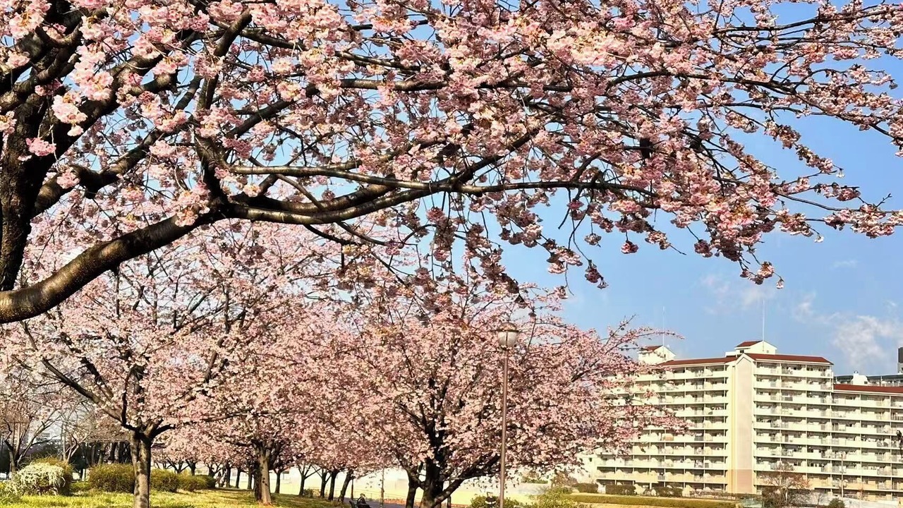 Photo of Others in Adachi