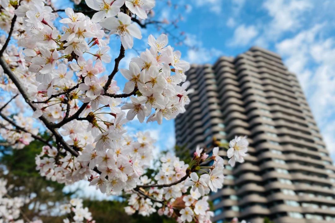 Photo of Others in Shinagawa