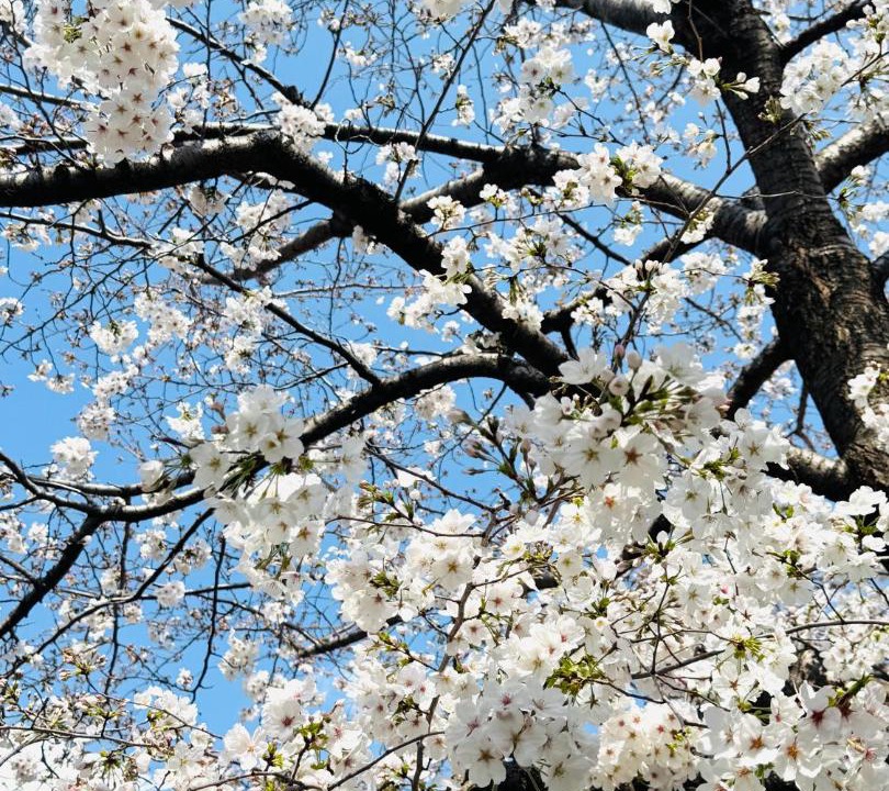 Photo of Outdoor in Setagaya