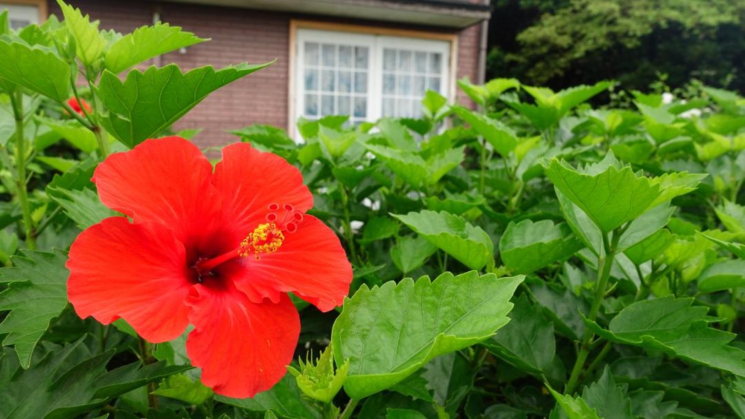 Photo of Outdoor in Hachijo