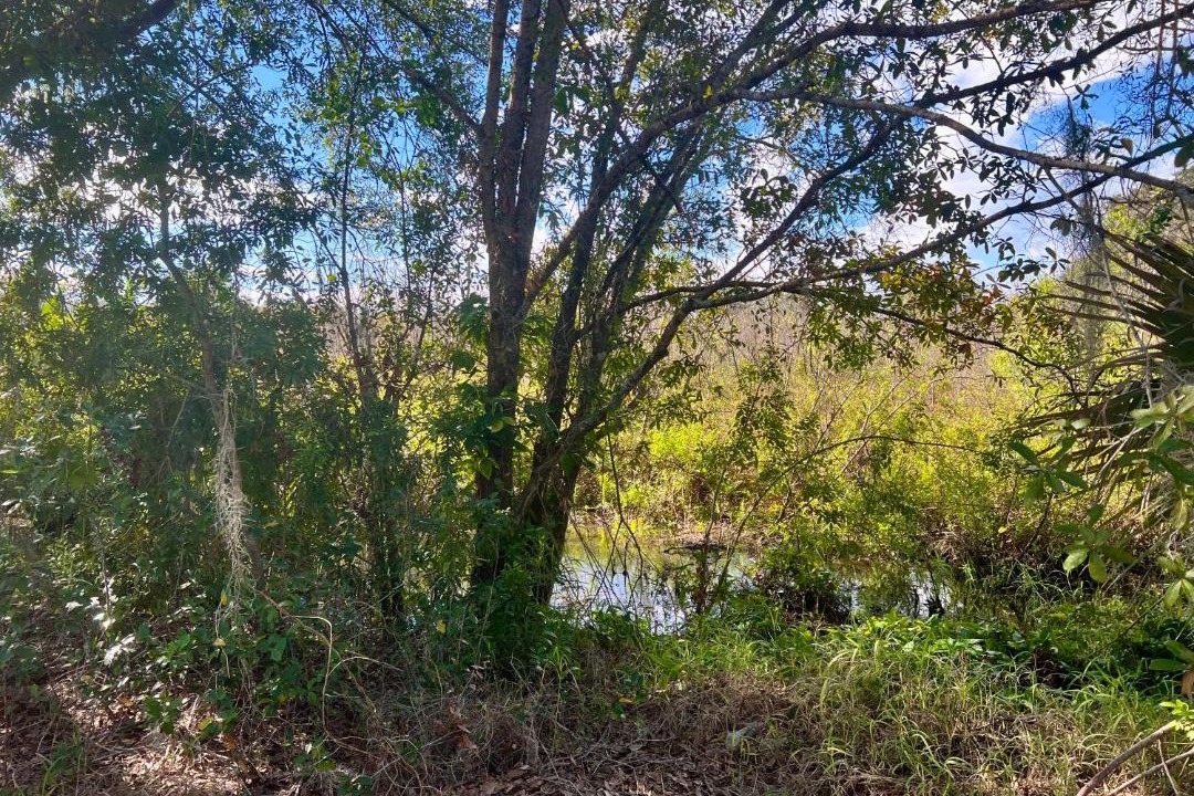 Photo of Outdoor in Lake Alfred