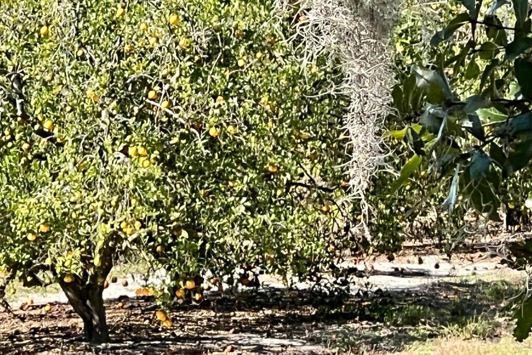 Photo of Others in Lake Alfred