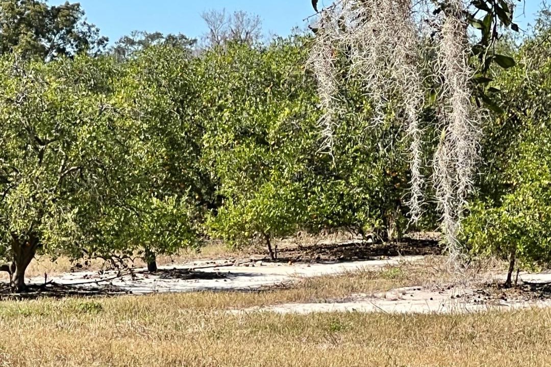 Photo of Others in Lake Alfred