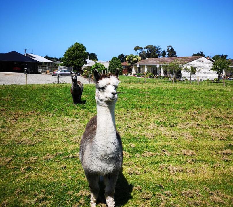 Photo of Others in Oamaru